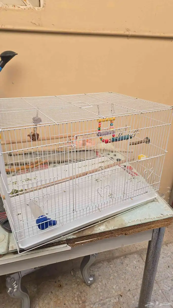 السلام عليكم قفص جديد 1