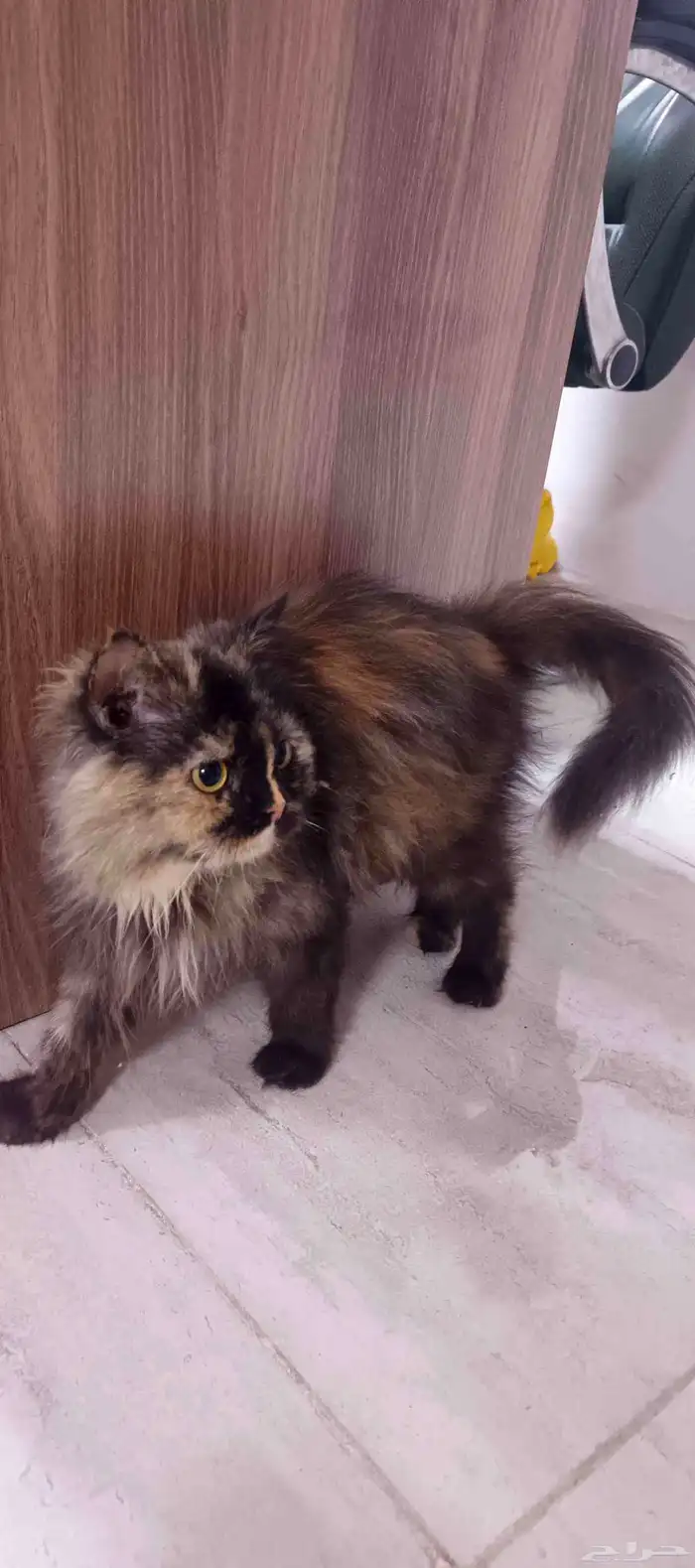 قطة شيرازي اليف 1