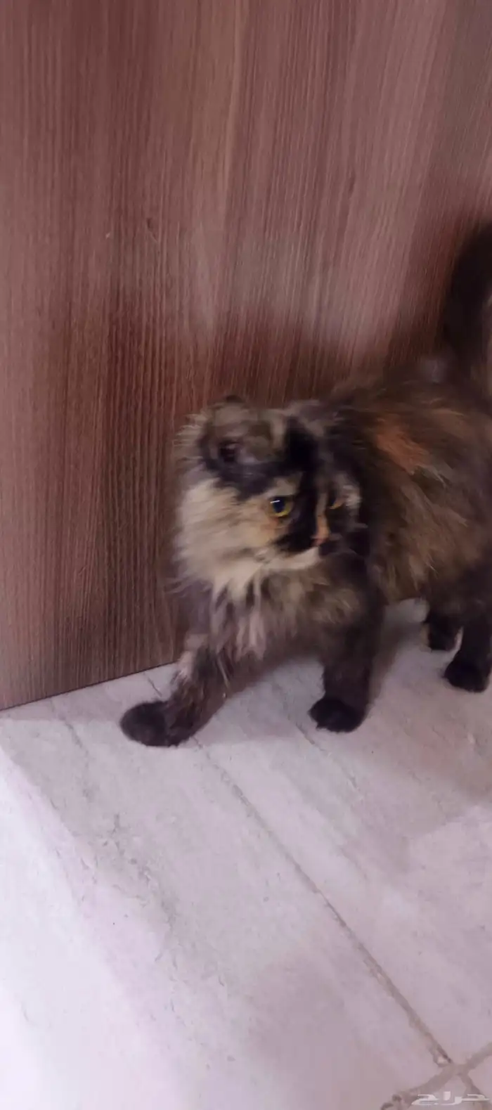 قطة شيرازي اليف 2