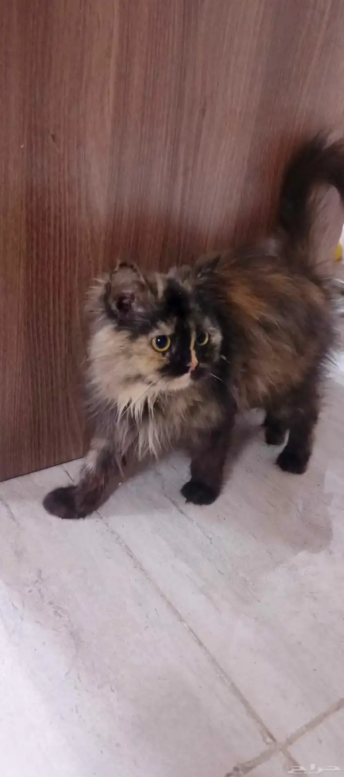 قطة شيرازي اليف 0