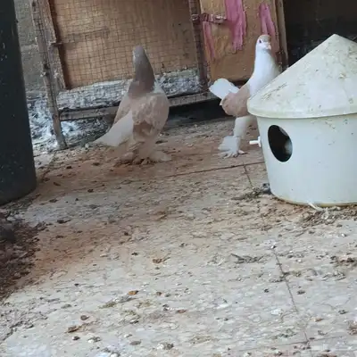 جوز شيرازي او لاهوري مستوى بطل طيور معرض index