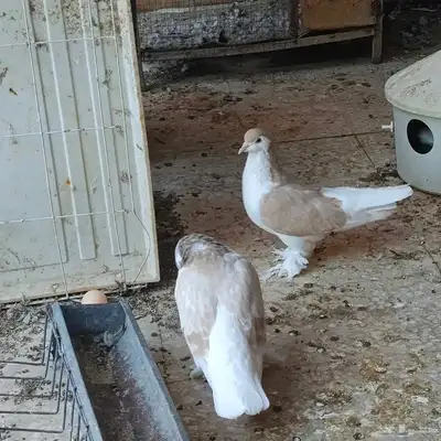 جوز شيرازي او لاهوري مستوى بطل طيور معرض index