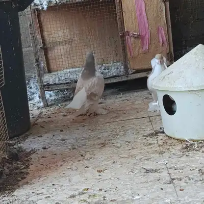 جوز شيرازي او لاهوري مستوى بطل طيور معرض index