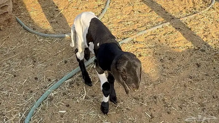 ذبايح حري و داغور سواكني 12