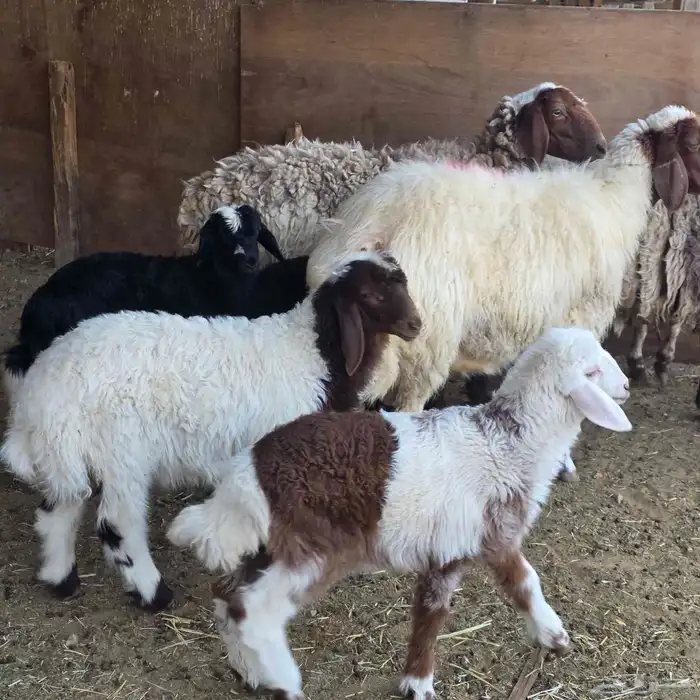 نعيم موليد متابيع 4