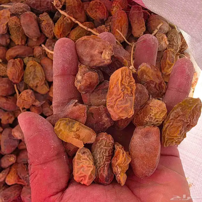 تمور اعلاف بمنطقة الجرن بالهفوف 2