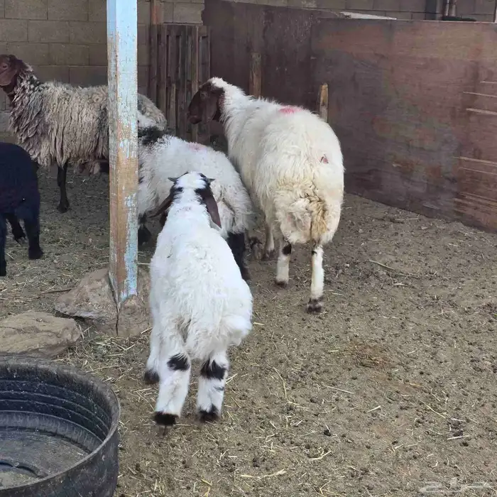 نعيم موليد متابيع 0