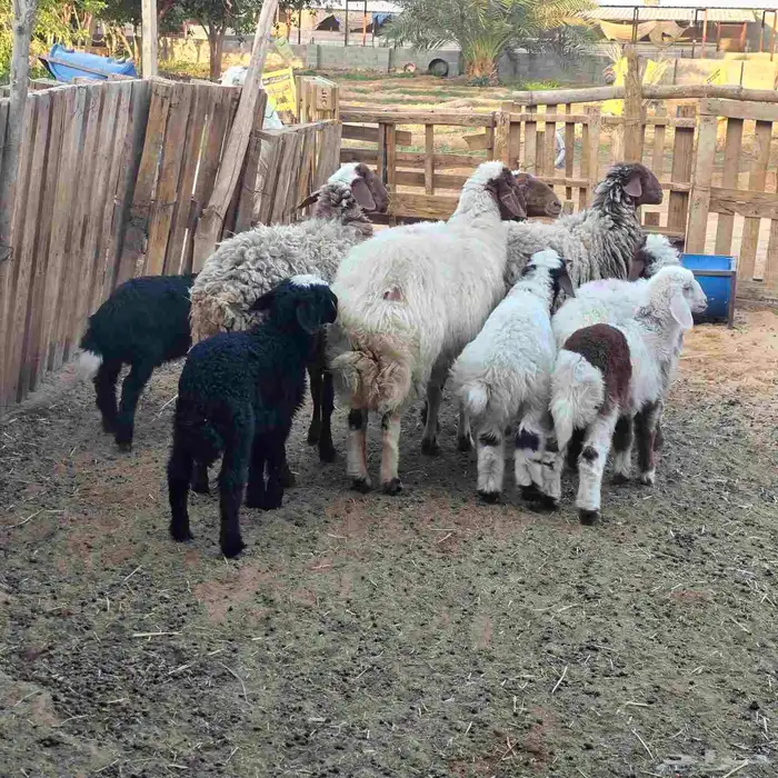 نعيم موليد متابيع 2