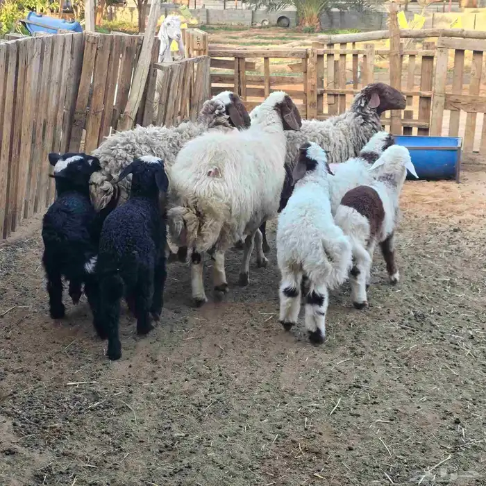 نعيم موليد متابيع 3