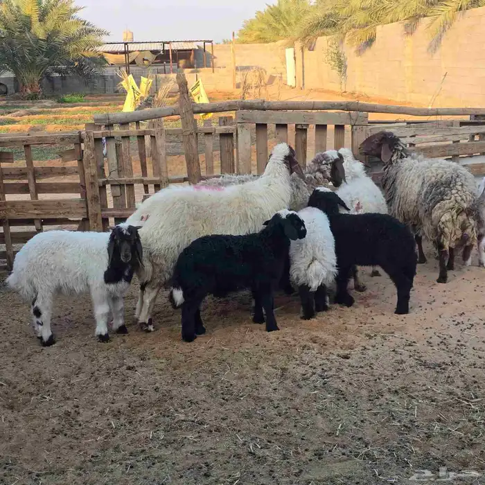 نعيم موليد متابيع 7