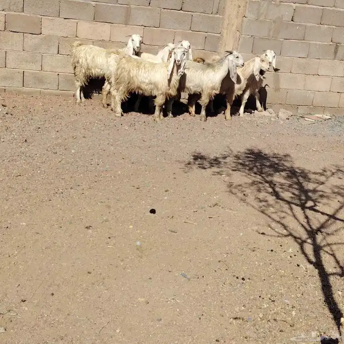 جفار مصريات العدد 7 عمارهن من 5 شهر لا 6 شهر 0