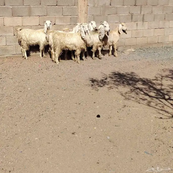 جفار مصريات العدد 7 عمارهن من 5 شهر لا 6 شهر 2