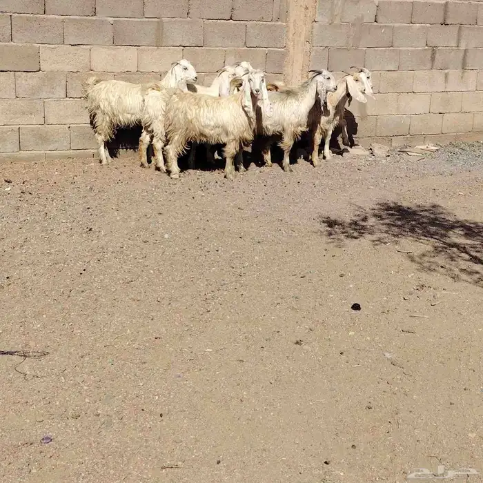 جفار مصريات العدد 7 عمارهن من 5 شهر لا 6 شهر 1