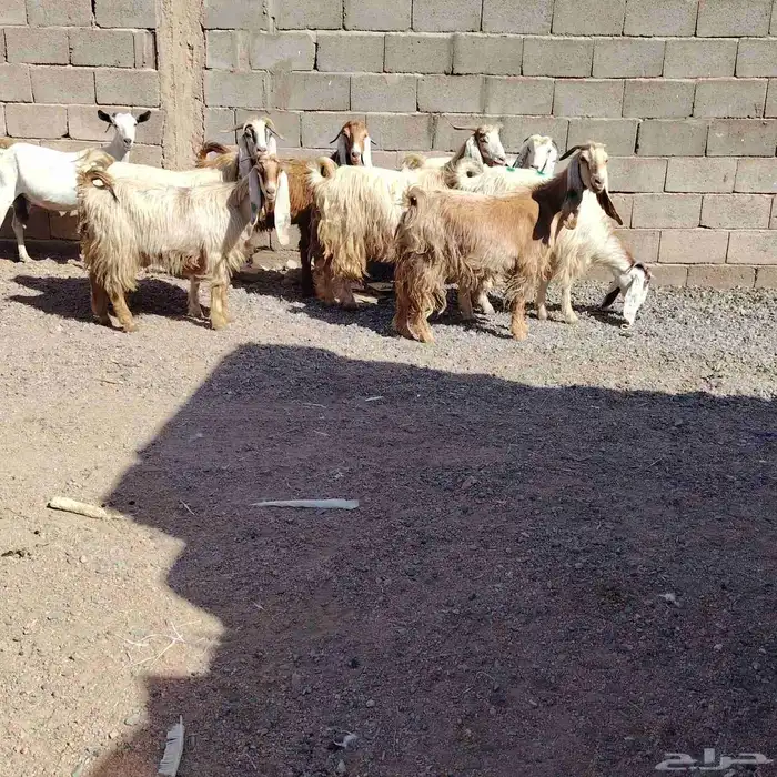 معزه العدد 8 سن وحده ثانيه ول باقي بداية سدس مضاريع 7 3