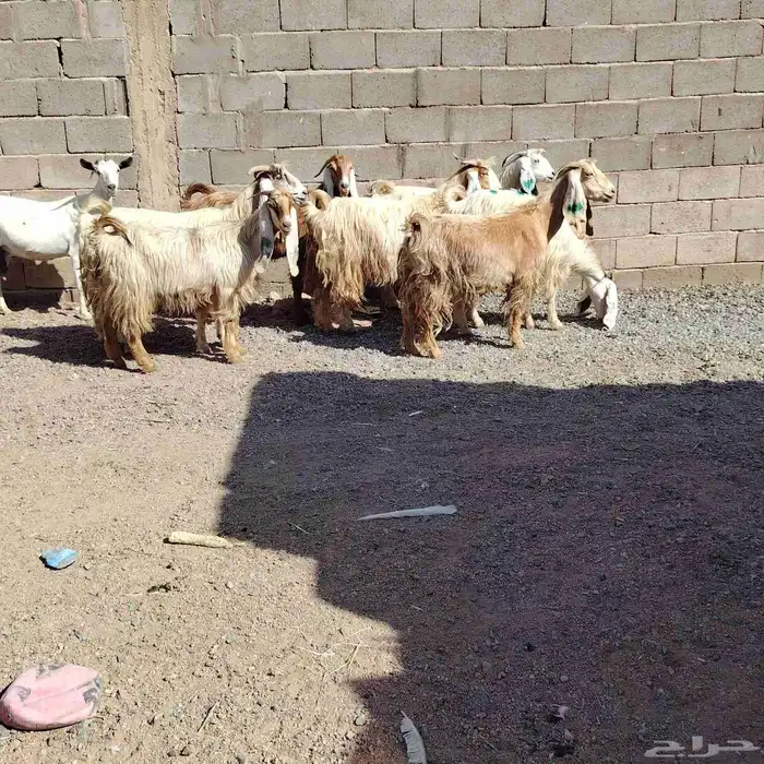 معزه العدد 8 سن وحده ثانيه ول باقي بداية سدس مضاريع 7 1