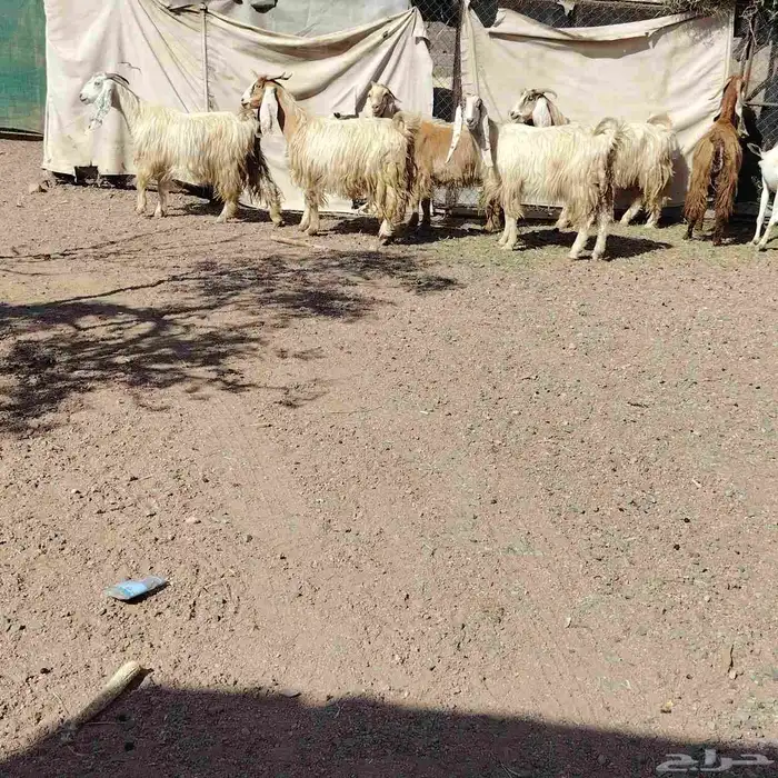 معزه العدد 8 سن وحده ثانيه ول باقي بداية سدس مضاريع 7 0