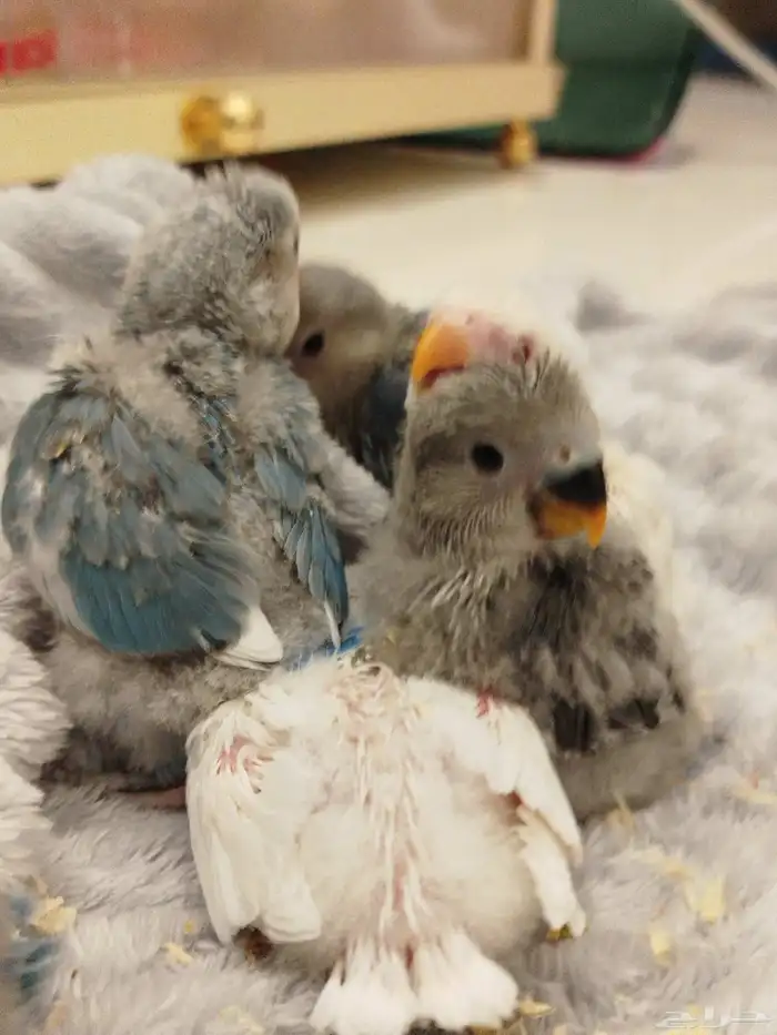 فروخ روز البينو الوان جميله اليفه جدا غر بشراهه 1