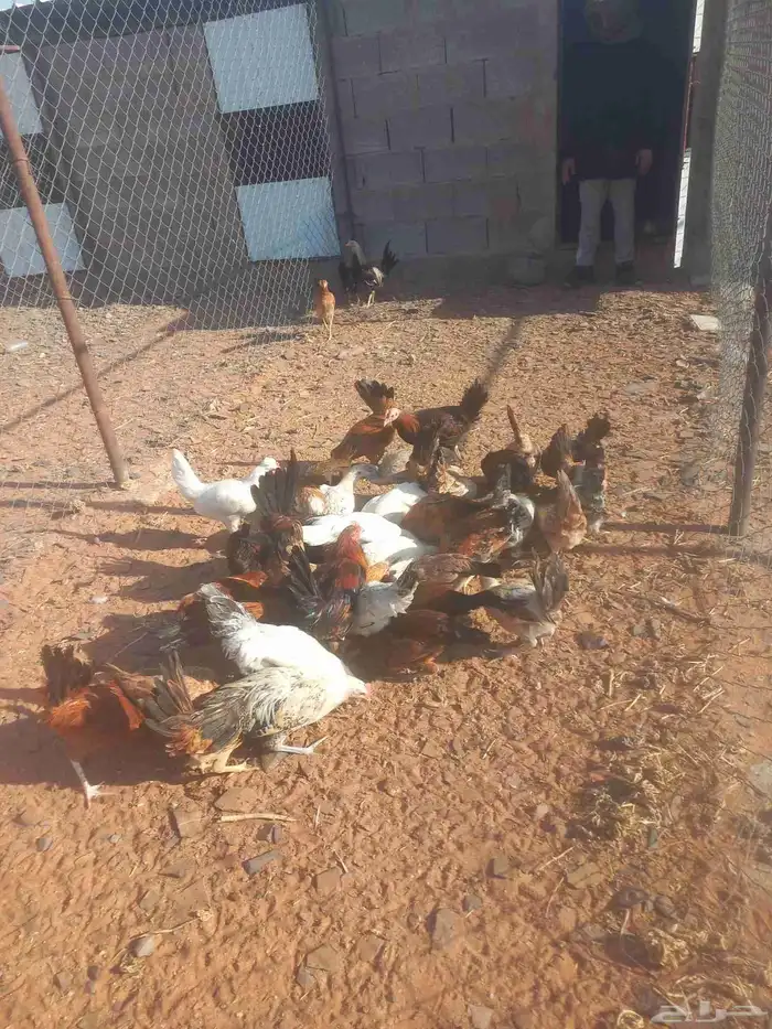للبيع دجاج بلدي 1