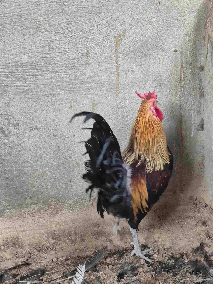 تم بيع الدييك تم البييع 1