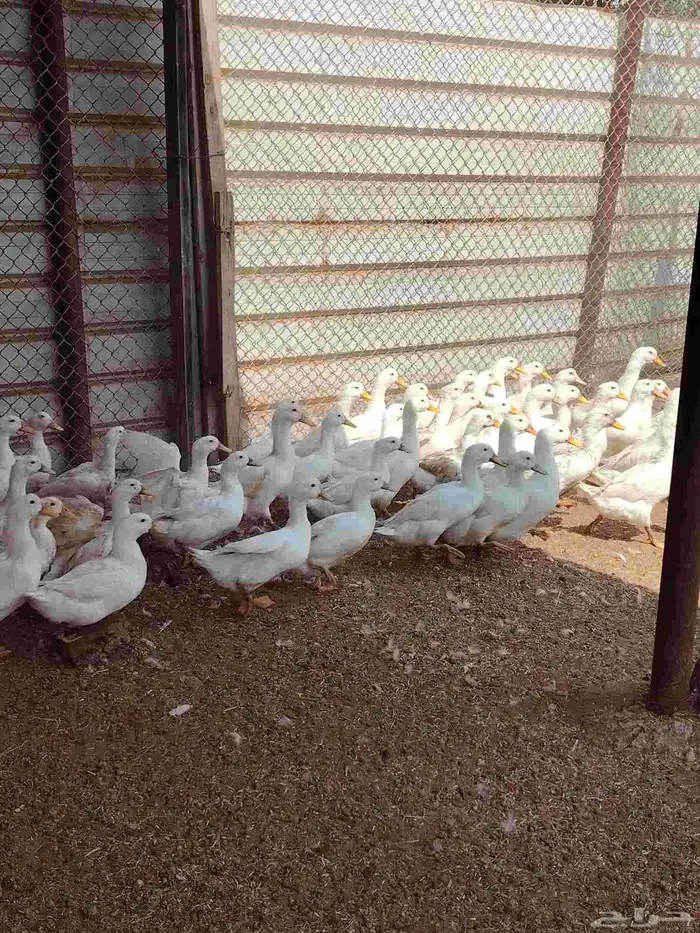 بط بكيني رابغ 3