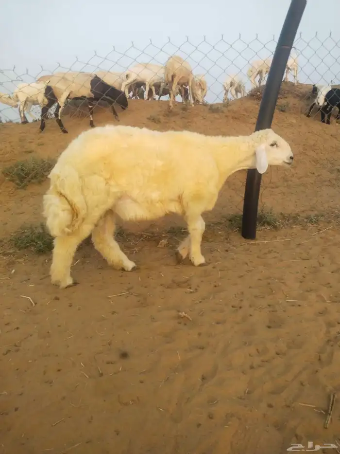 مشروع فحل حري 1