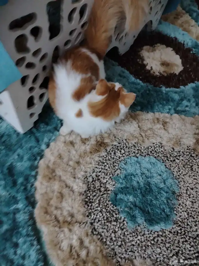 قطه شيرازي للتبني. 2