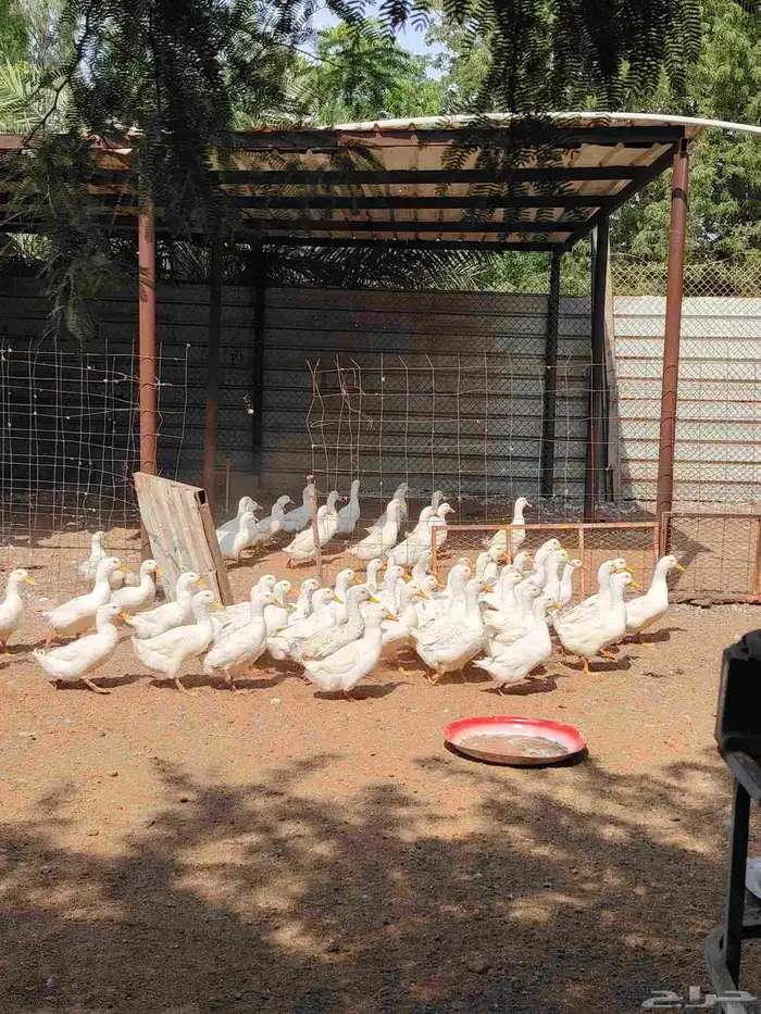 بط بكيني رابغ 7