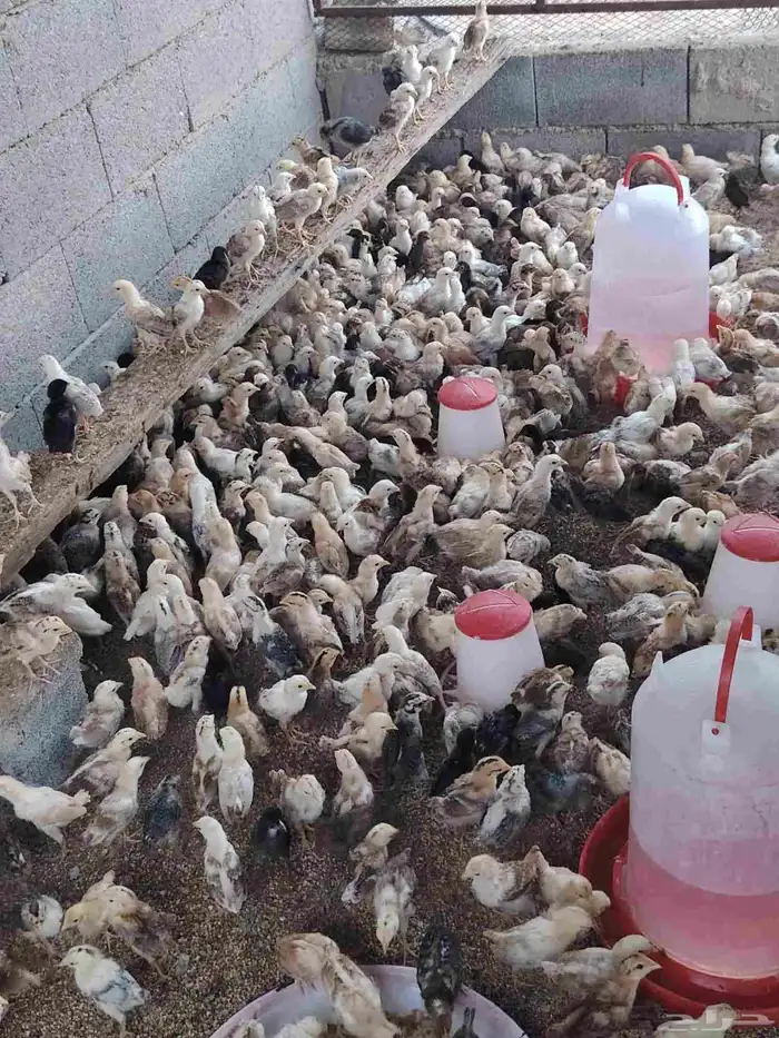 صوص بلدي عمر شهر العدد 700 0