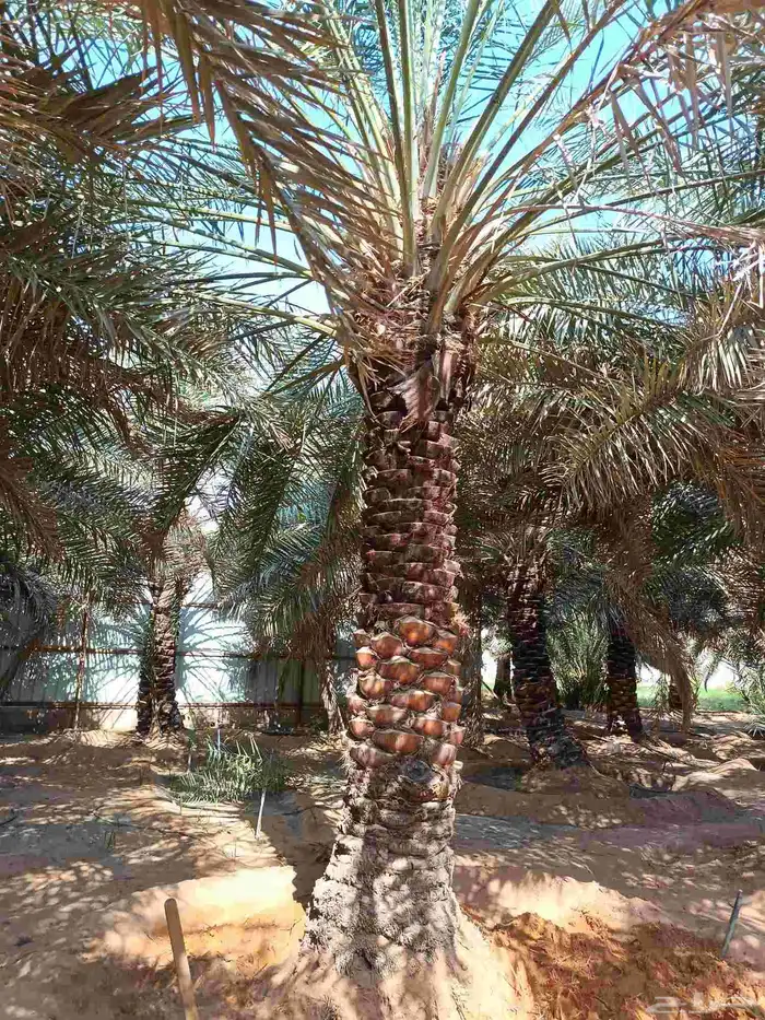 ابغى تمر نبوت اه كمية 2