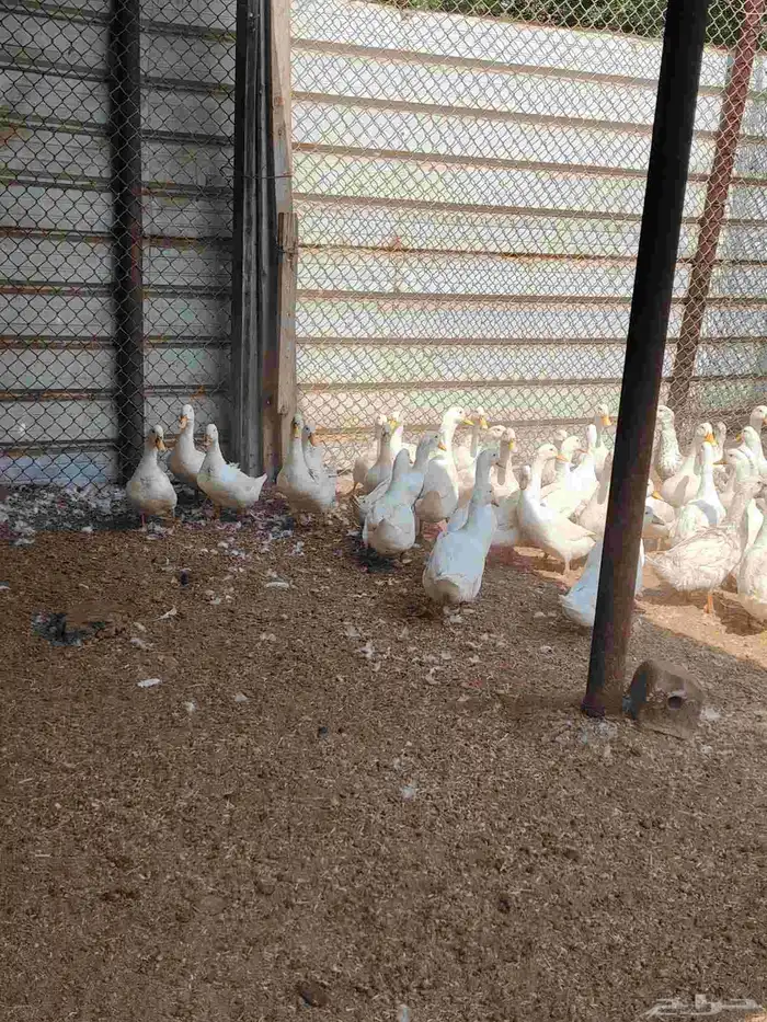 بط بكيني رابغ 5