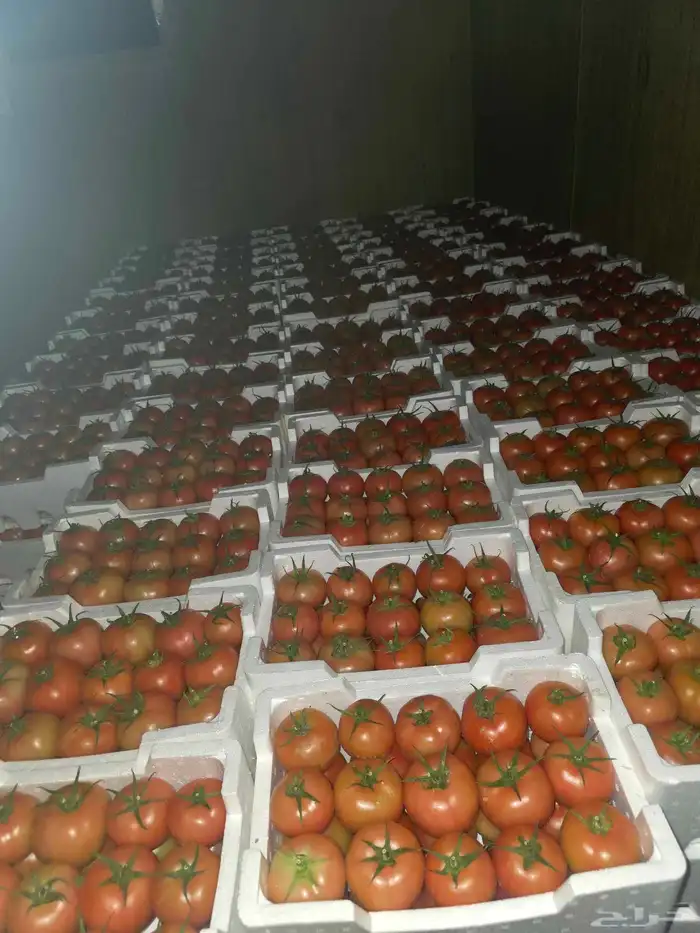 يتوفر طماط القصيم  محمي  جملة فقط. 0