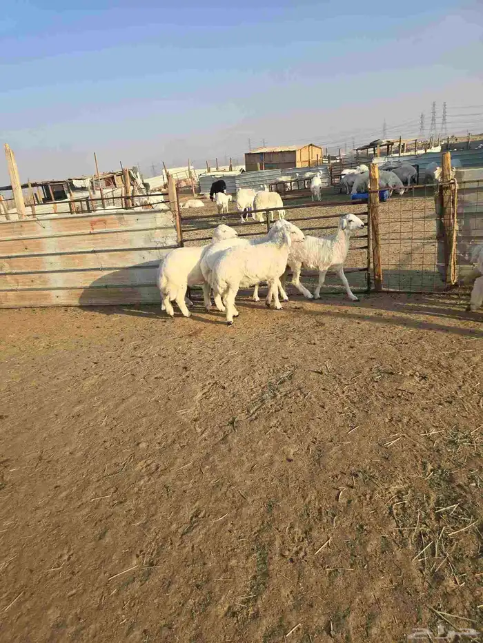 ذبايح حريات انتاج مراحنا 4