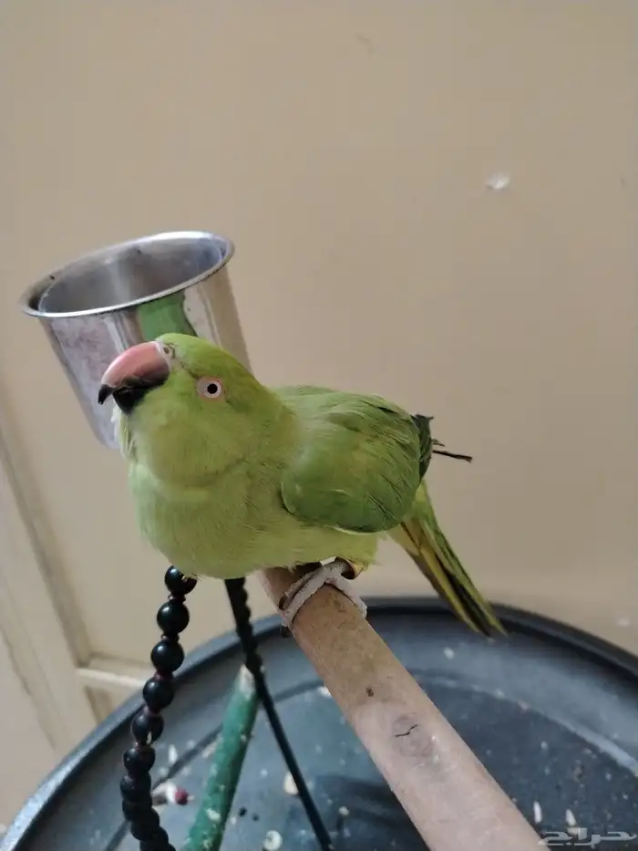 ببغاء الدره 1