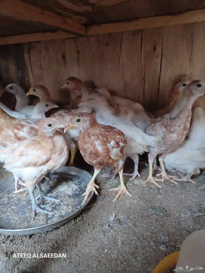 صيصان لوهمان 0