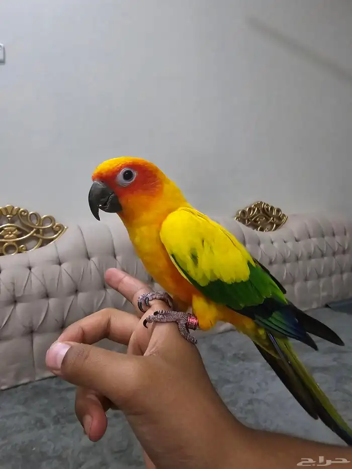 انثى صن كنيور اليفه 0