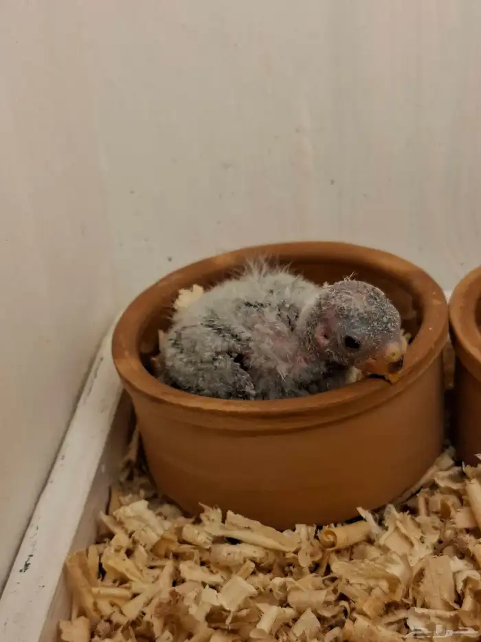 فرخ براكيت 1