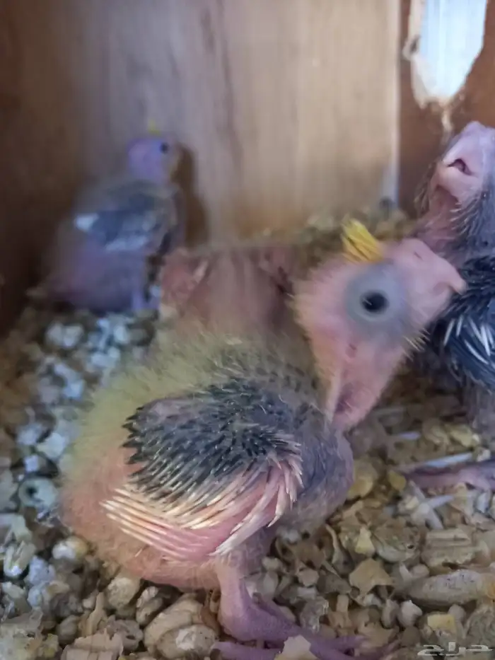 أربعة فروخ كروان..فخمه 6