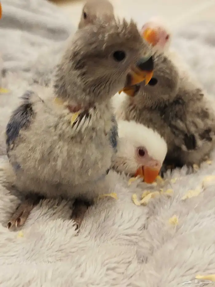 فروخ روز البينو الوان جميله اليفه جدا غر بشراهه 3