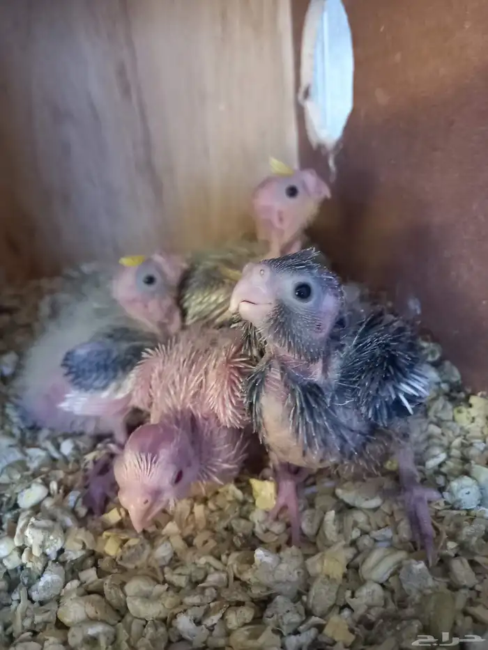 أربعة فروخ كروان..فخمه 8