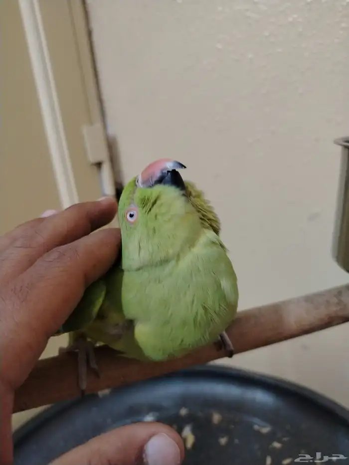 ببغاء الدره 2