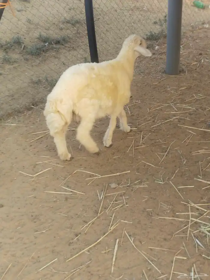 مشروع فحل حري 0