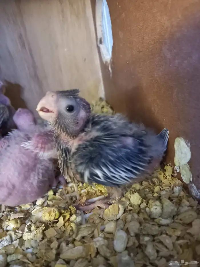 أربعة فروخ كروان..فخمه 9