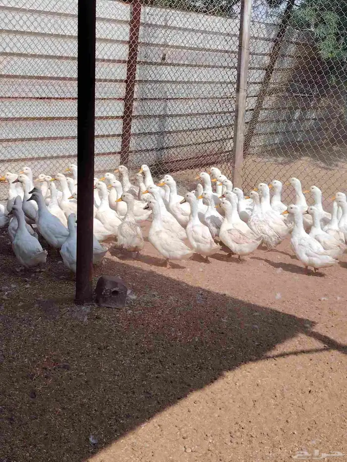 بط بكيني رابغ 6