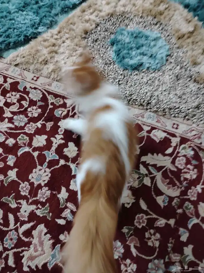 قطه شيرازي للتبني. 3