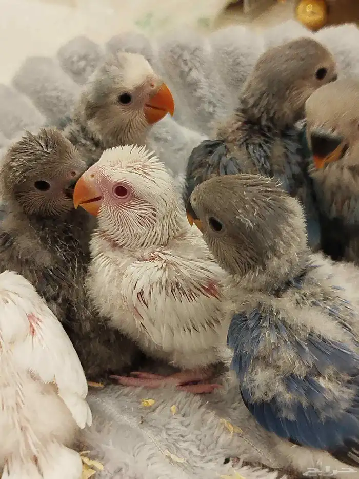 فروخ روز البينو الوان جميله اليفه جدا غر بشراهه 0