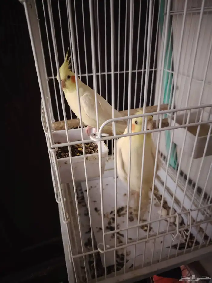 للبيع كروان ذكر وانثى منتجه 0