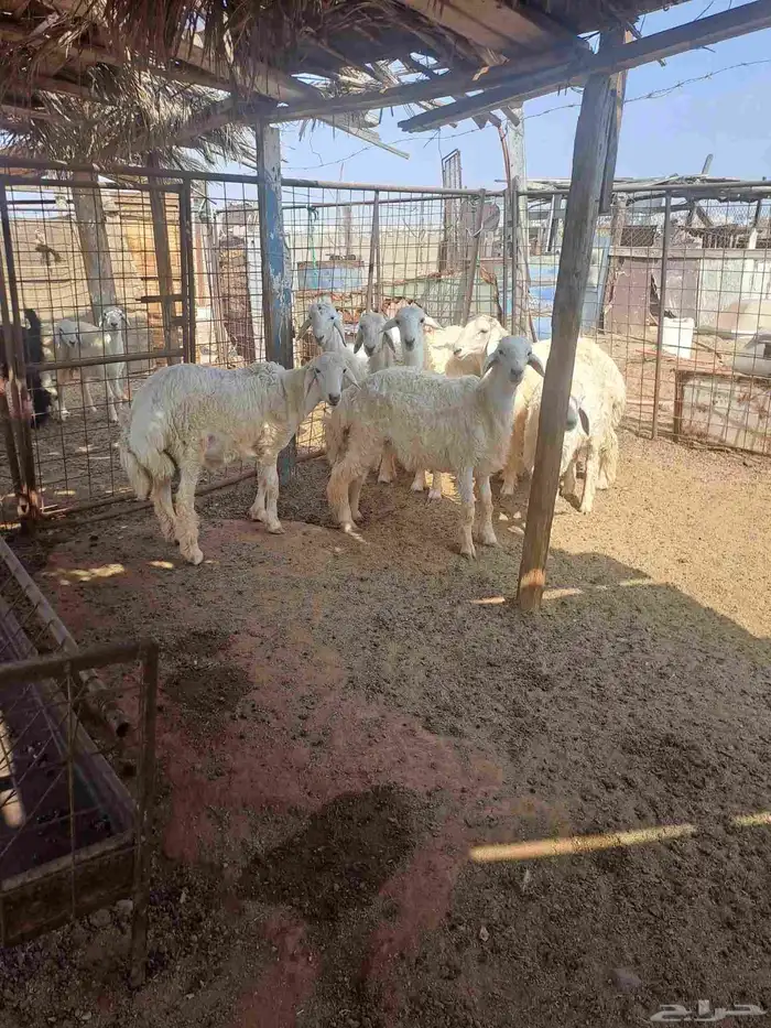 طليان حري للبيع 0
