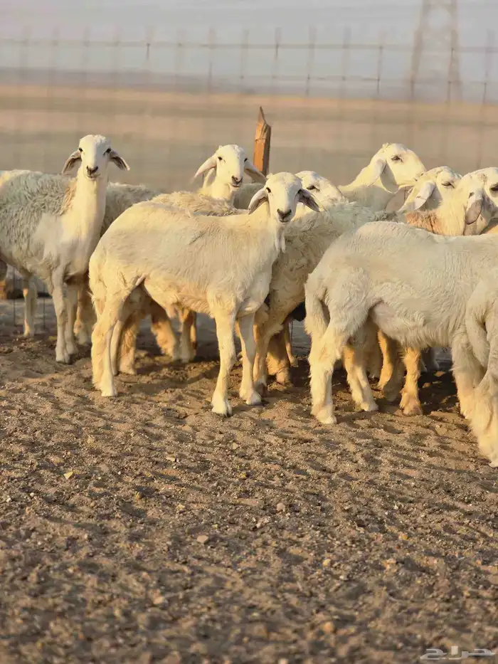 طليان جبره 7