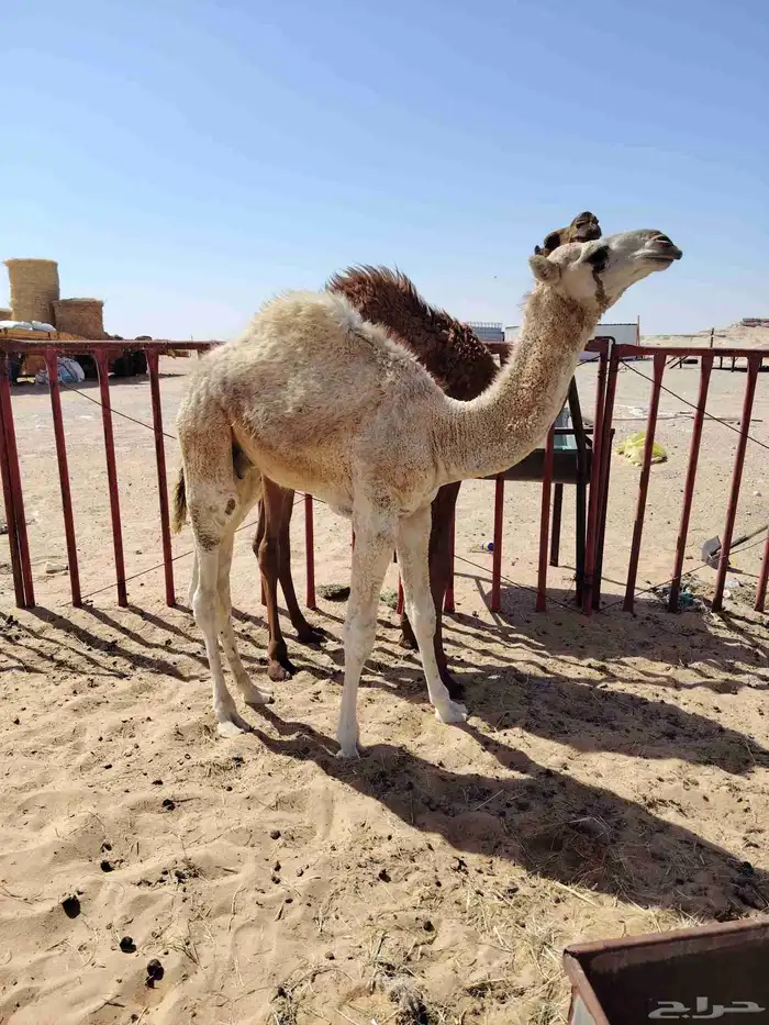 قعود أوضح عمره 5شهور مسحوب من أمه على حليب 2