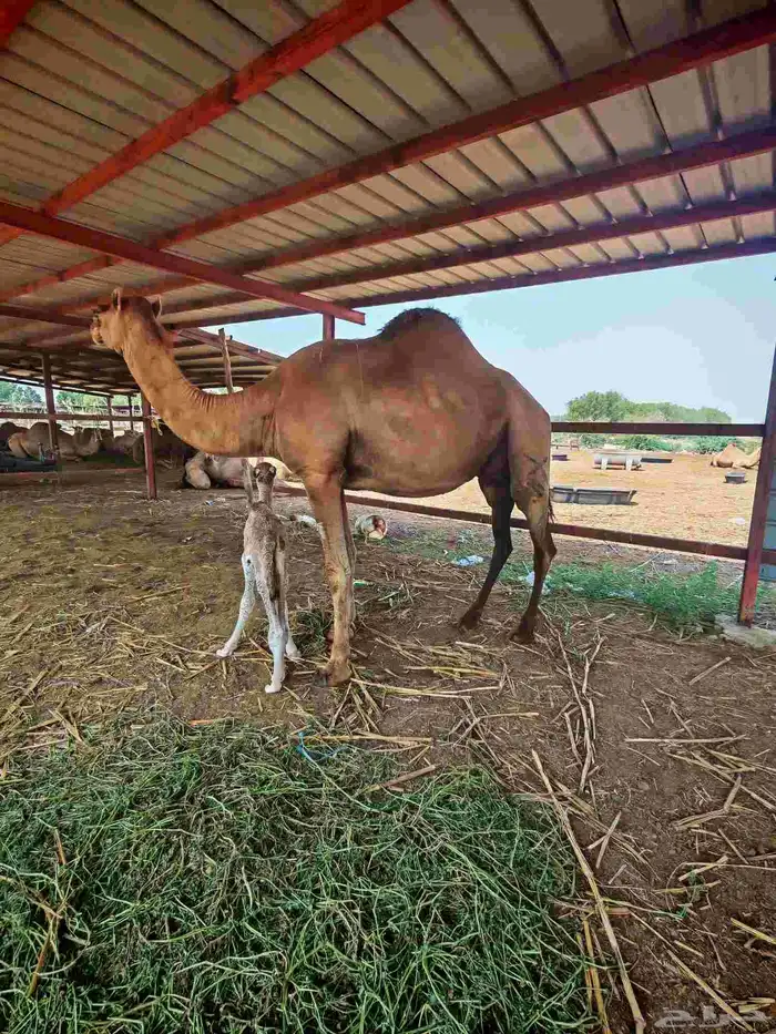 خلفا مصغر للبيع 0